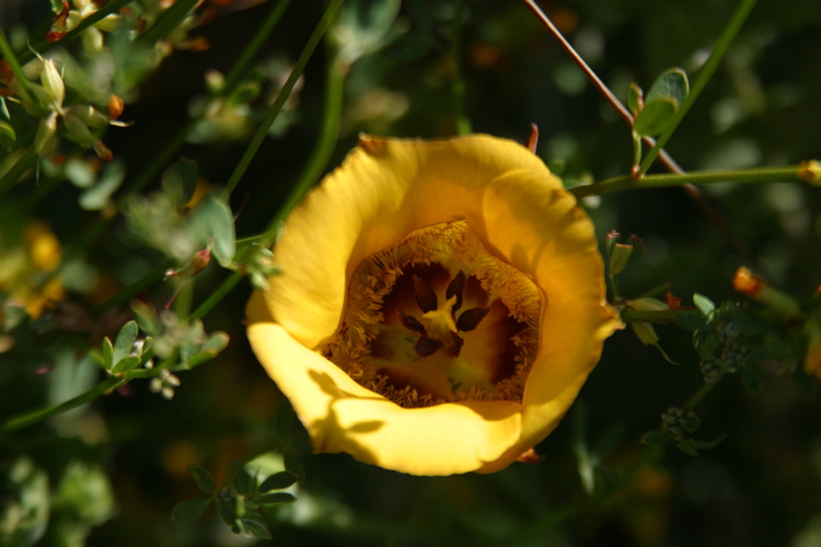 calochortus clavatus