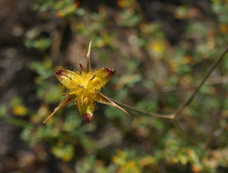 Calochortus obispoensis, San Luis Obispo star tulip mariposa lily
