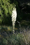 yucca whipplei aglow