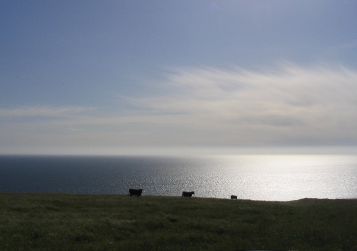 cal poly grass fed beef 
