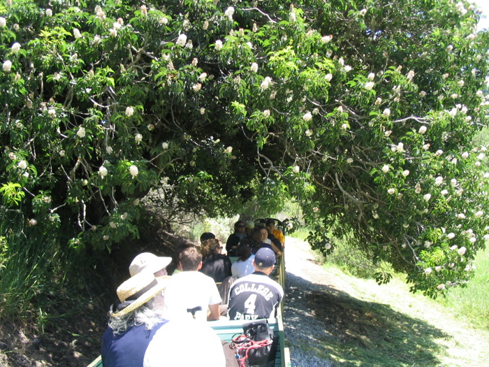 buckeye and swanton railroad