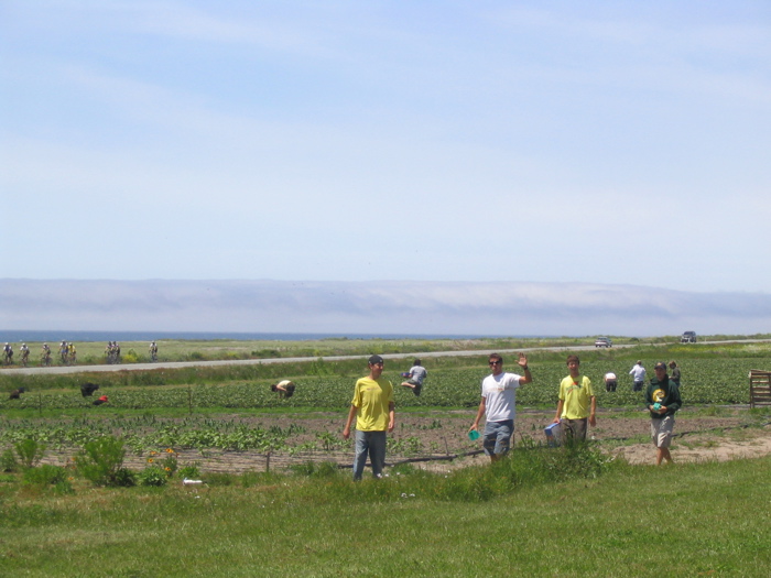swanton road berry farm